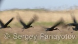 Video of Glossy Ibis - Glossy Ibis is hunting in the lake in the summer